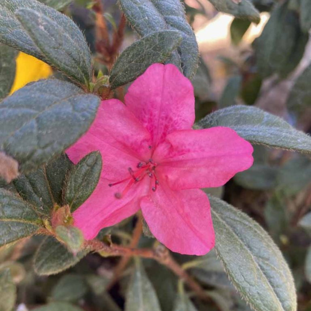 Autumn Jewel Encore Azalea