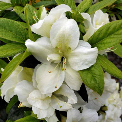 Autumn Moonlight Encore Azalea