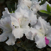 Autumn Starlite Encore Azale