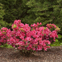 Girard's Rose Azalea