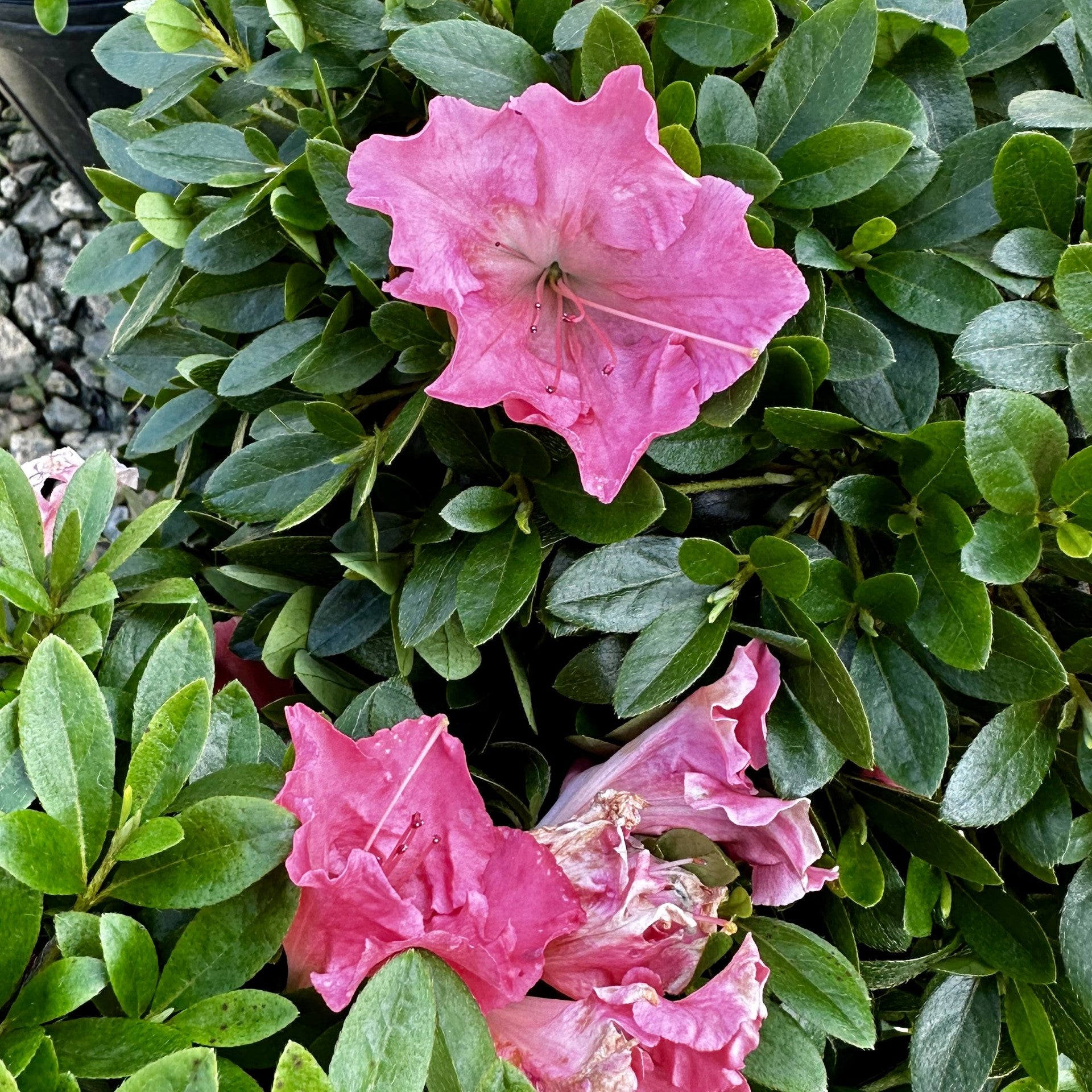 Pink Gumpo Azalea Shrub