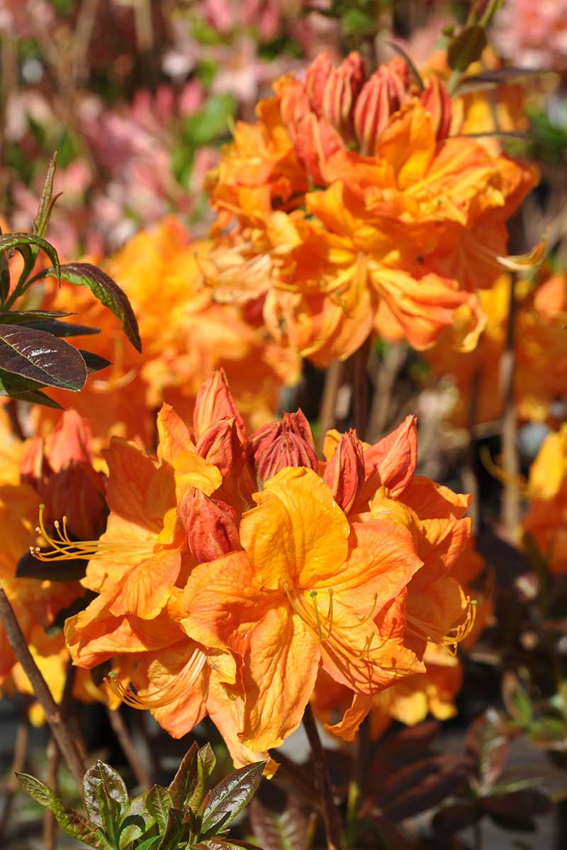 Orange Marmalade Azalea