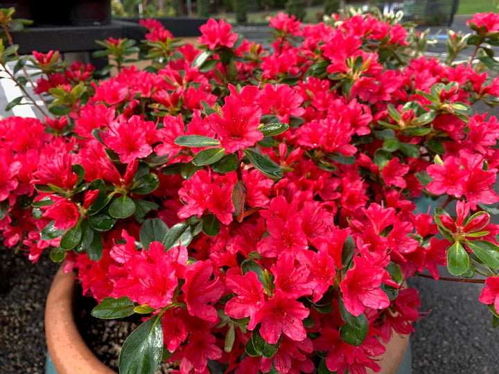 Hino-Crimson (Hybrid) Azalea