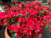 Hino-Crimson Azalea with bright red flowers and glossy green leaves
