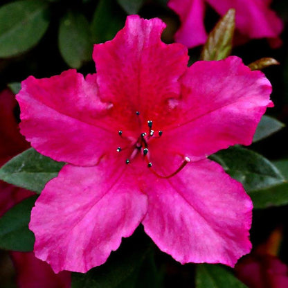 Plant gallon size chart showing common pot sizes for garden shrubs