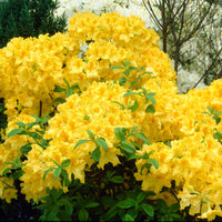 Lemon Lime Azalea