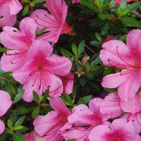 Azalea X Satsuki 'Chinzan'