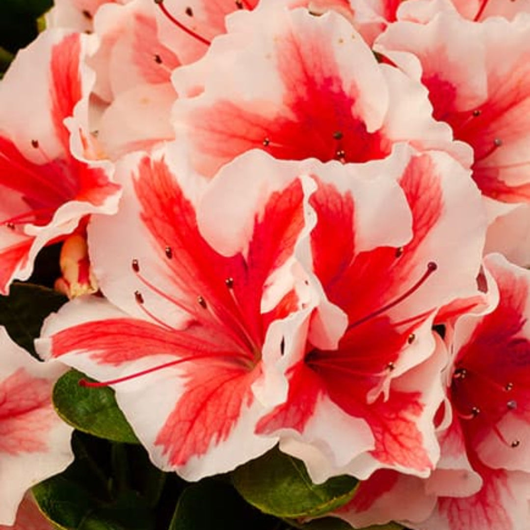 Azalea Encore Autumn Starburst
