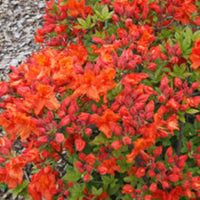 Bright orange Azalea Exbury Gibraltar spring flowers