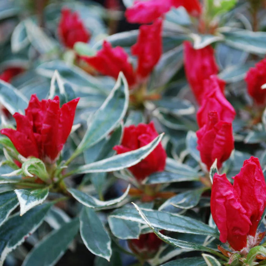 Silver Sword Variegated Azalea
