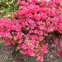 Girard'S Crimson' Azalea
