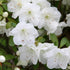 Blooming Gumpo White Dwarf Azalea with vibrant white petals and rich green foliage