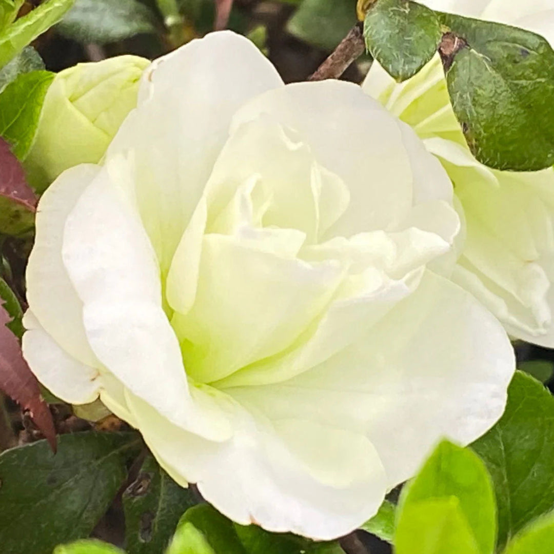 White flowering azalea variety displaying layered petals and dense evergreen leaves