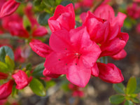 Mature Hino-Crimson Azalea shrub filled with red spring blossoms