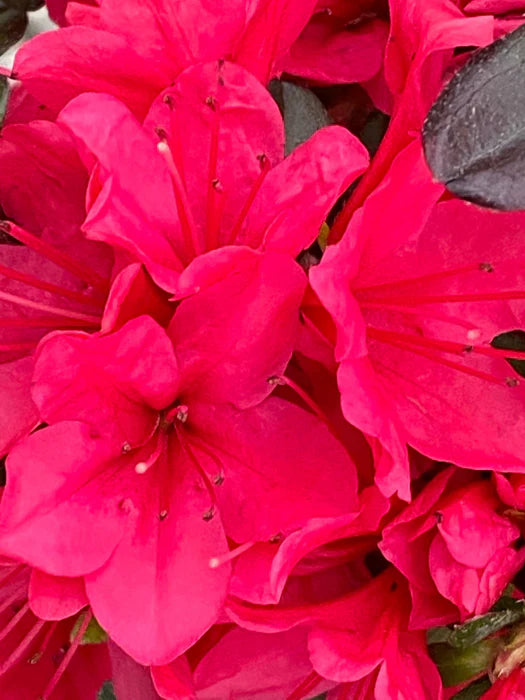 Hino-Crimson (Hybrid) Azalea