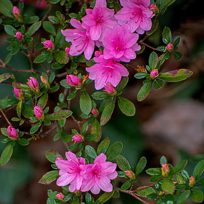 Royalty encore azalea ( Black Friday Sale )