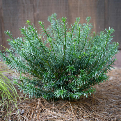Cephalotaxus Harringtonia Duke Gardens