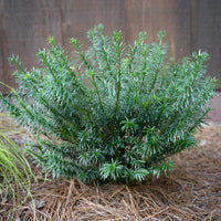 Cephalotaxus Harringtonia Duke Gardens