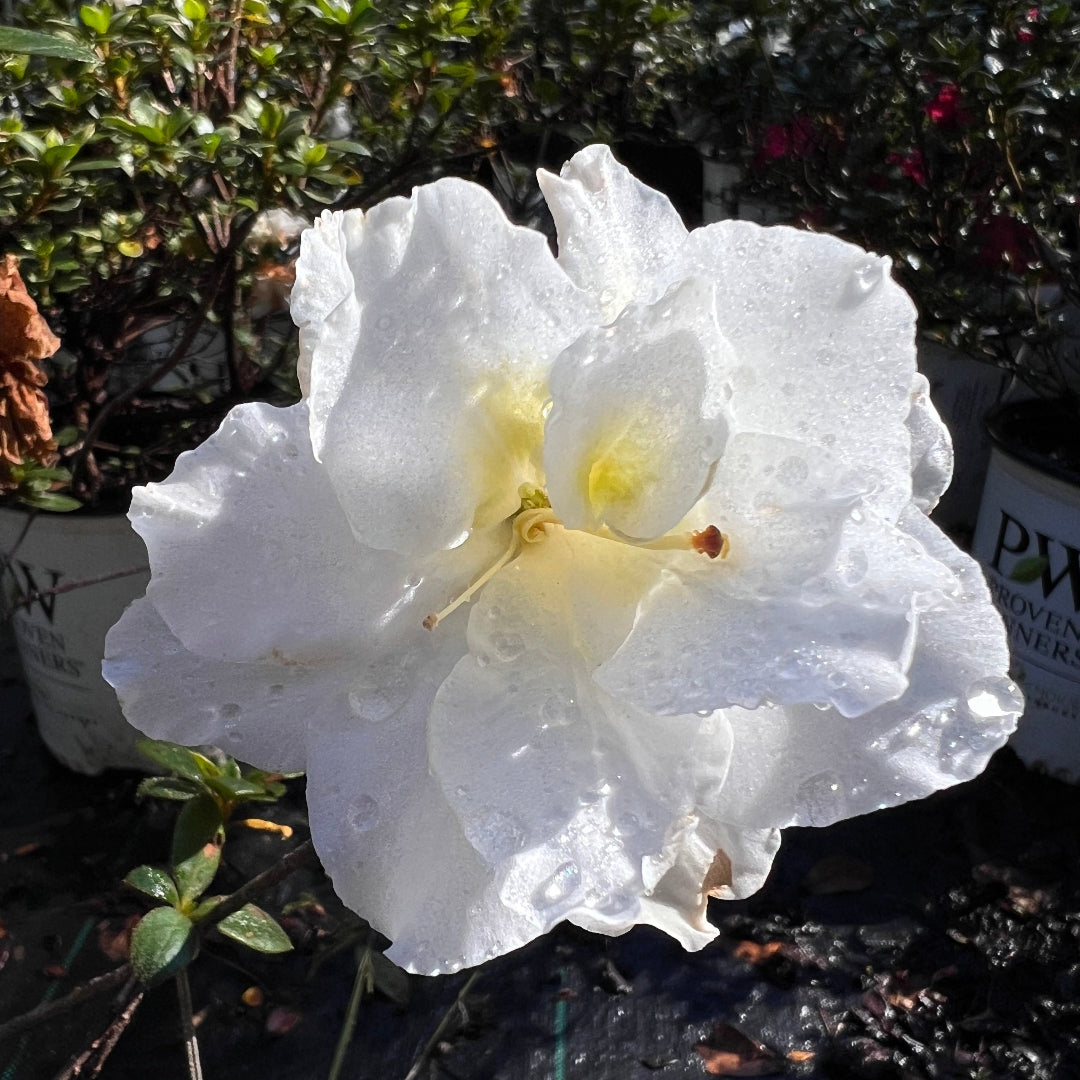 Perfecto Mundo Double White Reblooming Azalea