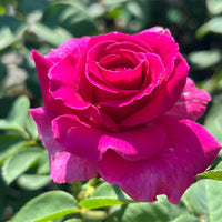 Gorgeous Purple Rose (3-5 ft tall)