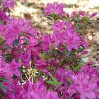 Royalty encore azalea