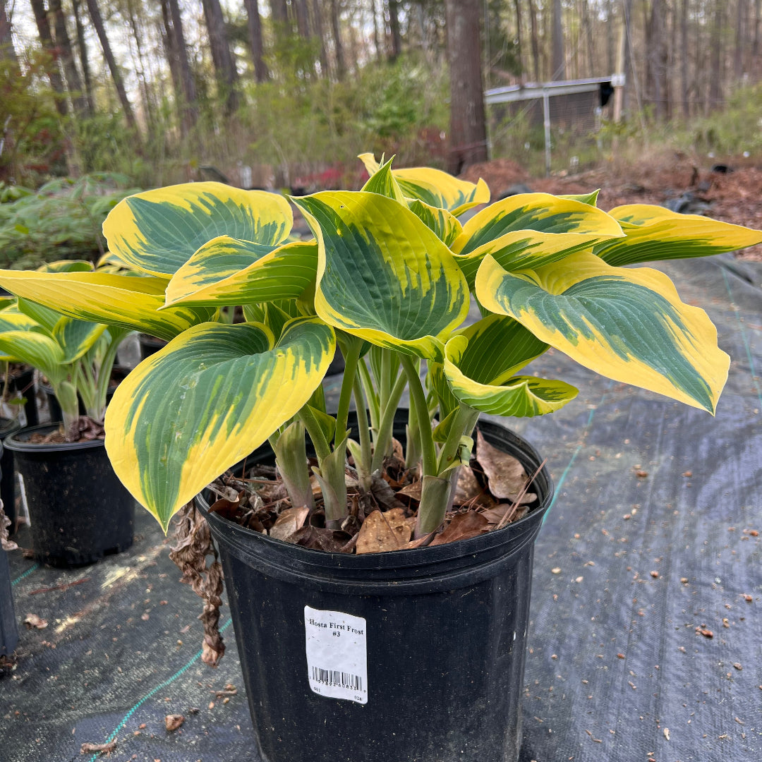potted hosta plants for sale First Frost Hosta - Shade Perennial