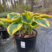 Hosta 'First Frost'