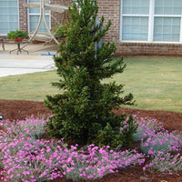 Black Dragon Japanese Cedar-Very Dark