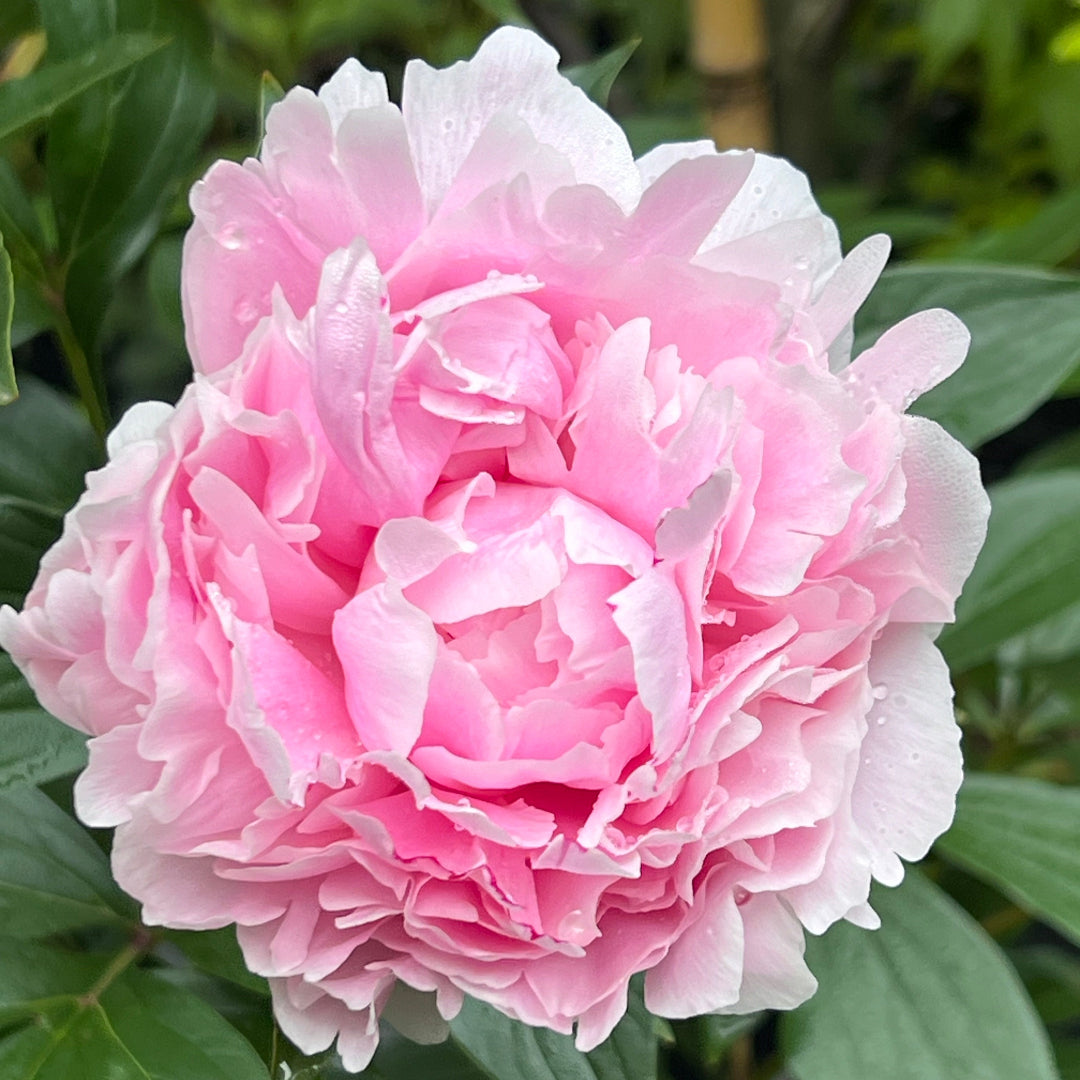 Peony Sarah Bernhardt