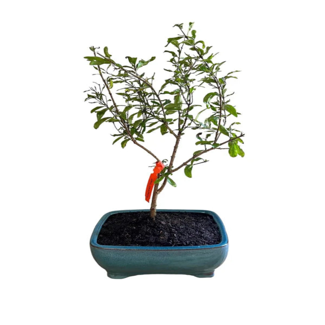 Pomegranate bonsai tree in ceramic pot dwarf fruiting bonsai plant