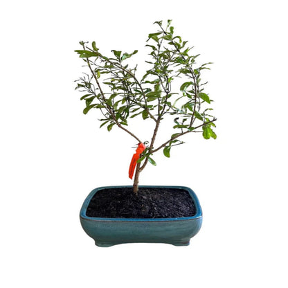 Pomegranate bonsai tree in ceramic pot dwarf fruiting bonsai plant