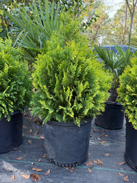 George Peabody Arborvitae