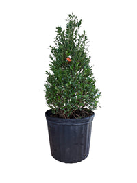 Emerald Spades Cone Holly