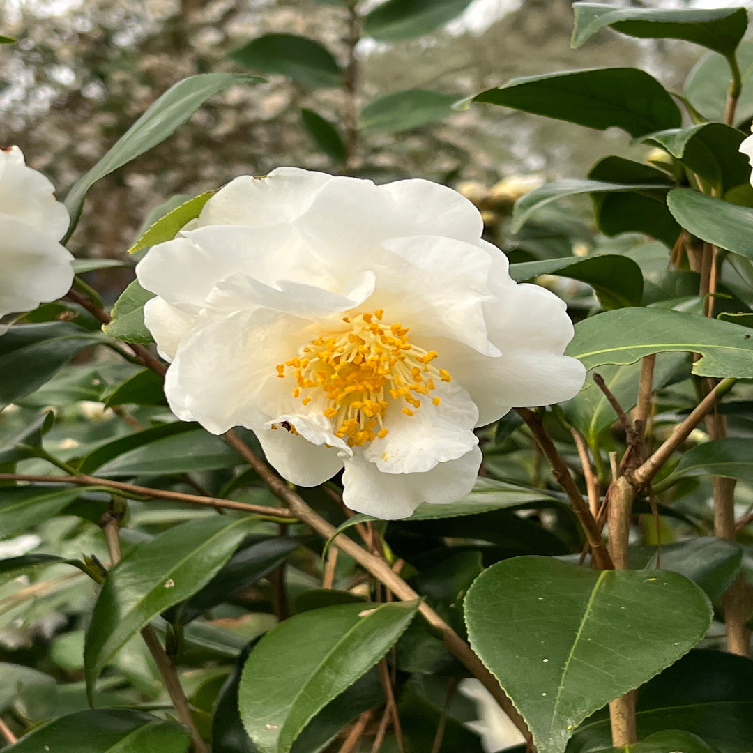 Camellia &