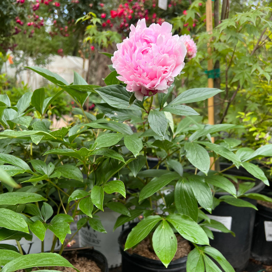 Peony Sarah Bernhardt