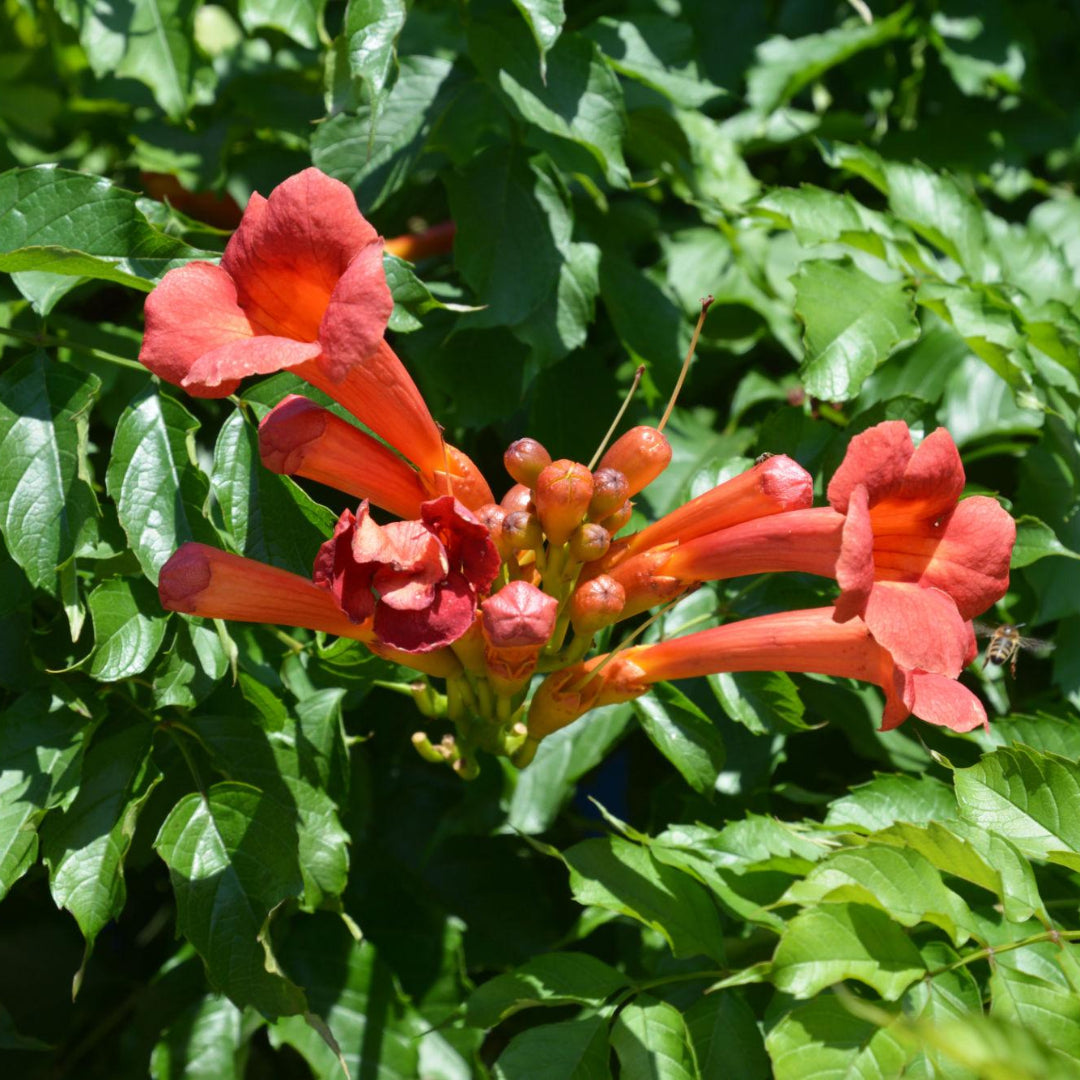Campsis Radicans (Trumpet Creeper)