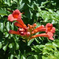 Campsis Radicans (Trumpet Creeper)