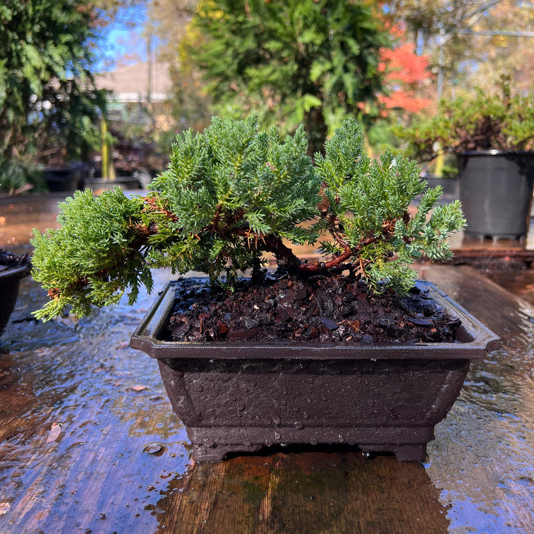 juniper bonsai trees Juniper Bonsai