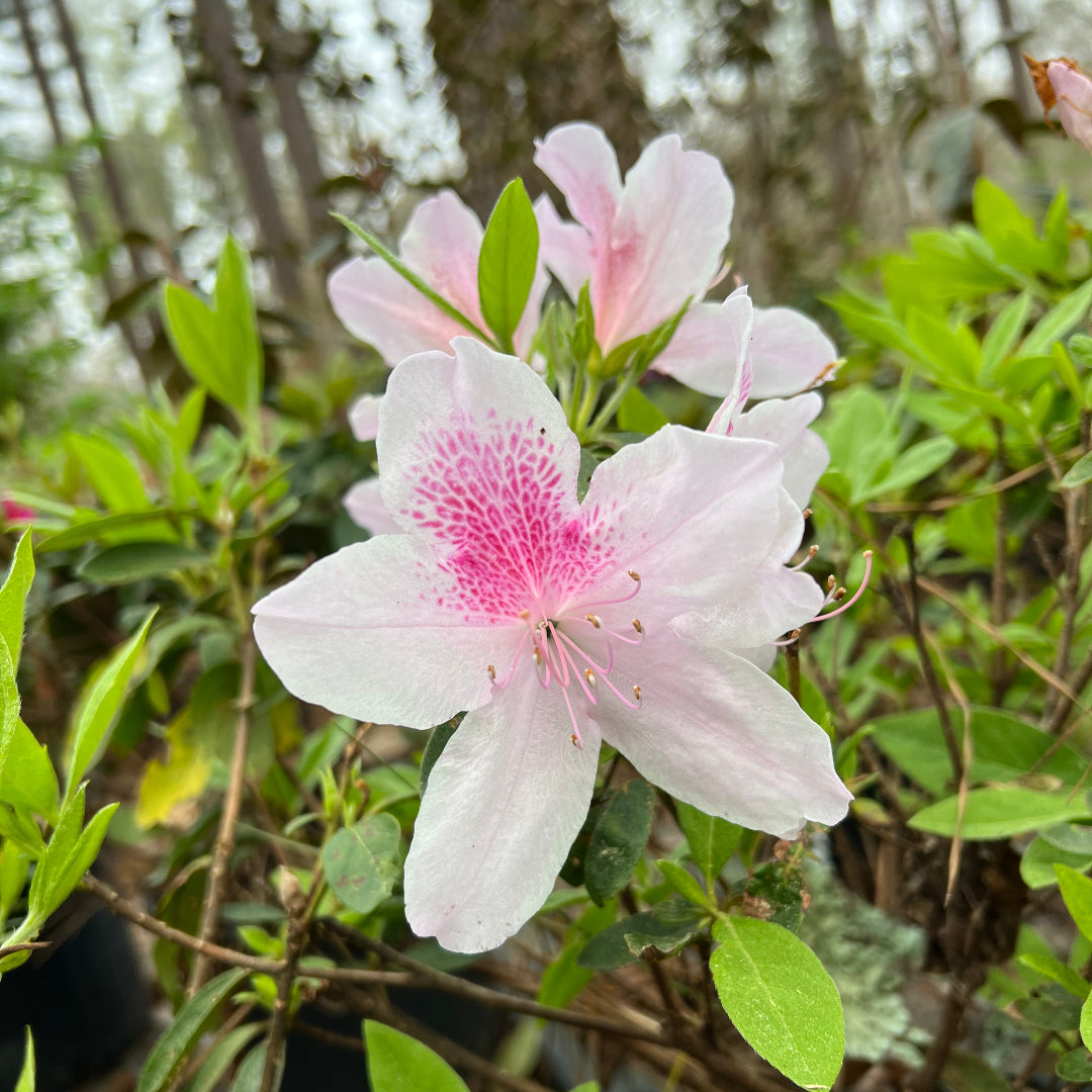 George Tabor Azalea