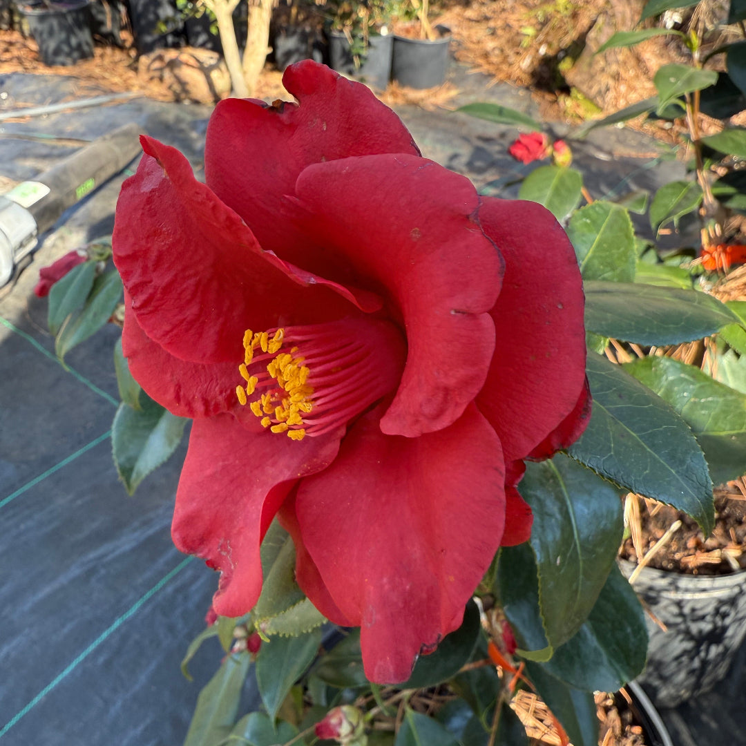 Royal Velvet Red Camellia Japonica