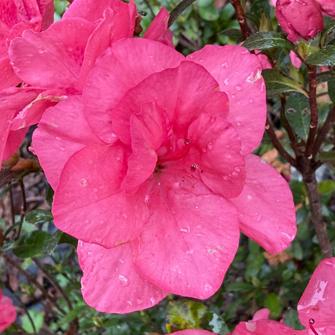 Echo Peachy Keen Azalea