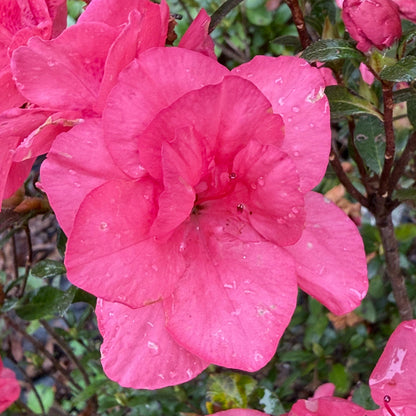 Echo Peachy Keen Azalea