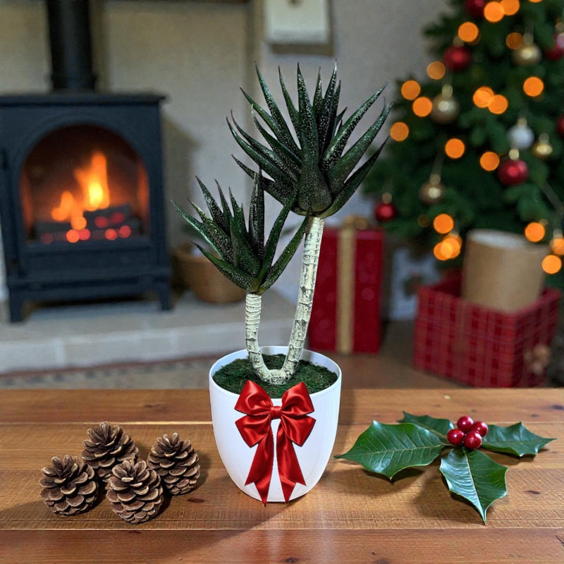 Artificial Succulent Plant – Realistic Modern Décor Piece Plastic Pot