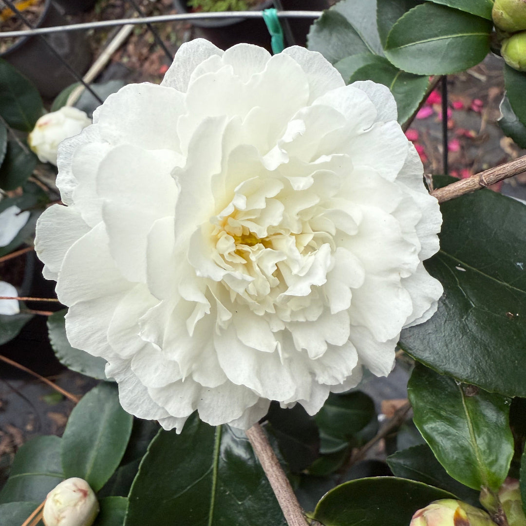 October Magic Ivory Camellia