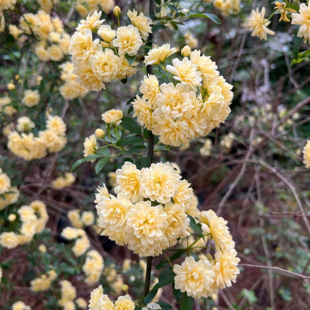 Healthy Climbing Yellow Lady Banks Rose plant in garden