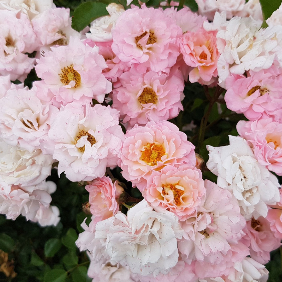 Healthy Blushing Drift Rose showing dense trailing growth
