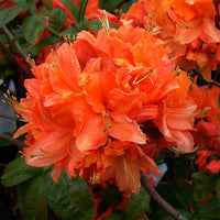 Azalea Exbury Gibraltar deciduous flowering shrub