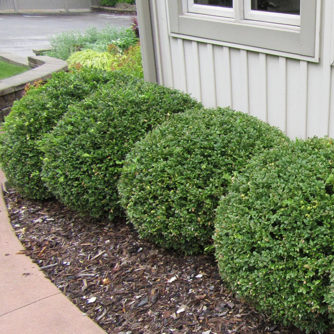 Green Mountain Boxwood
