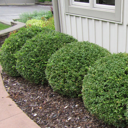 Green Mountain Boxwood