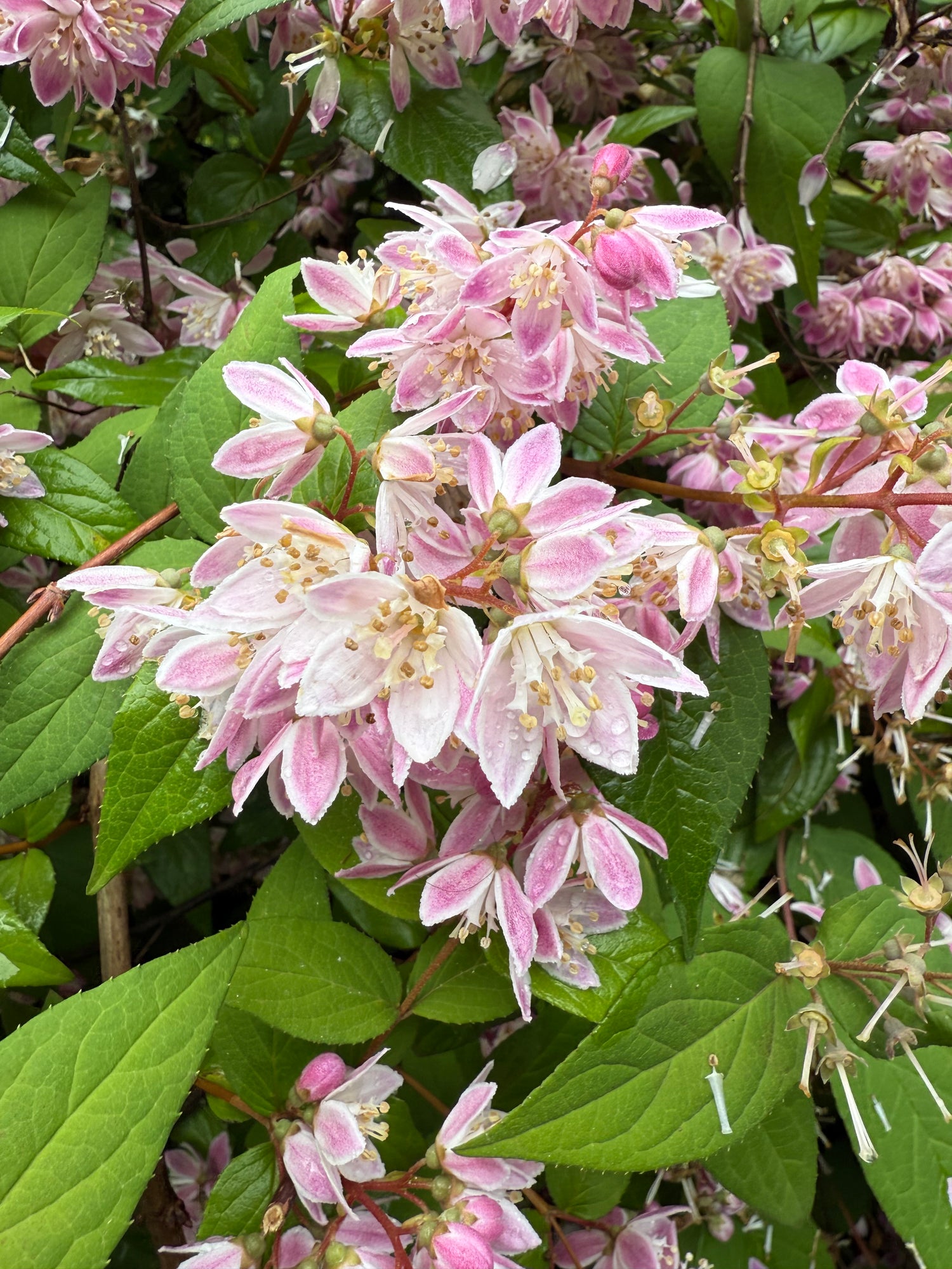 Pink Magicien Deutzia